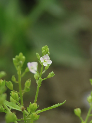 Image of Veronica undulata by (c) chiuluan, some rights reserved (CC BY)