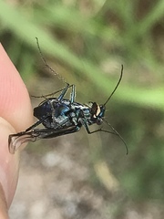 Cicindela punctulata punctulata
