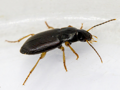 Parophonus maculicornis