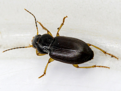 Parophonus maculicornis
