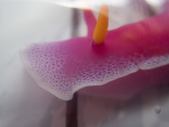 Hypselodoris apolegma