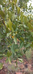 Combretum apiculatum