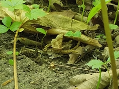 Metarranthis hypochraria