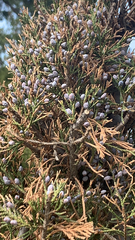Juniperus virginiana