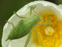 Odontura glabricauda