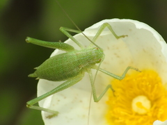 Odontura glabricauda