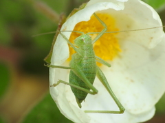 Odontura glabricauda