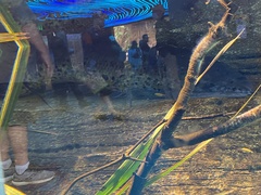 Protopterus annectens