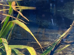 Protopterus annectens