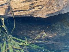 Protopterus annectens