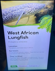 Protopterus annectens