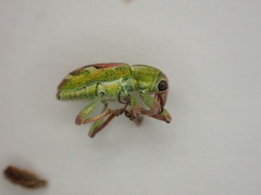 Coniatus tamarisci