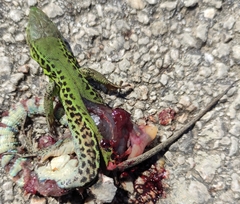 Podarcis ionicus