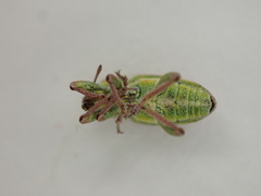 Coniatus tamarisci