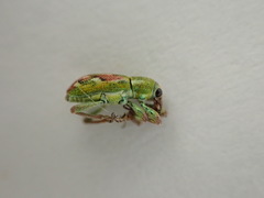 Coniatus tamarisci