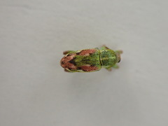 Coniatus tamarisci