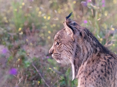 Lynx pardinus