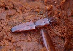 Prostomis mandibularis