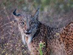 Lynx pardinus