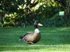 Anas platyrhynchos domesticus