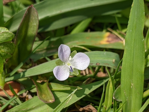 Murdannia loriformis iNat (1)
