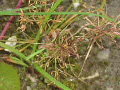 Cyperus flavidus