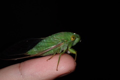 Dundubia