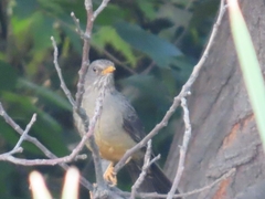 Turdus smithi
