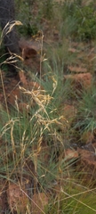 Chrysopogon serrulatus