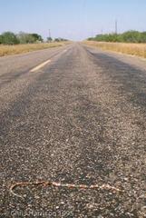 Micrurus tener tener