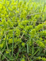Cruciata taurica