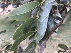 Platysphinx piabilis