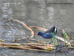 Gallinula chloropus