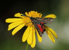 Neurosymploca concinna