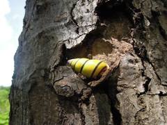 Amphidromus poecilochroa