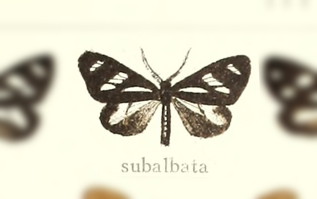 Dioptis subalbata