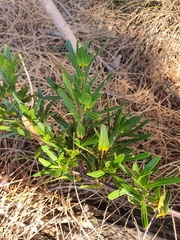 Lambertia multiflora