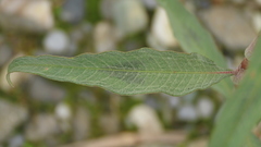 Persicaria lapathifolia lanata