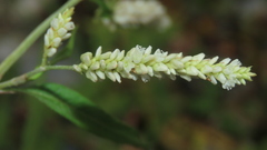 Persicaria lapathifolia lanata