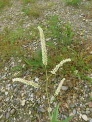 Persicaria lapathifolia lanata