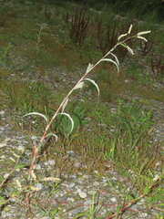 Persicaria lapathifolia lanata