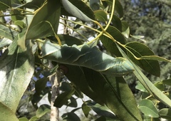 Platysphinx piabilis