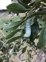 Platysphinx piabilis