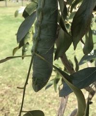 Platysphinx piabilis