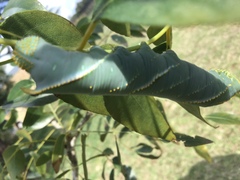 Platysphinx piabilis