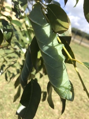 Platysphinx piabilis