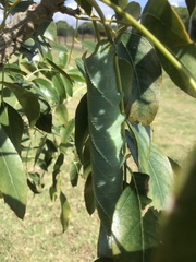 Platysphinx piabilis