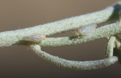 Craspedolepta minutissima