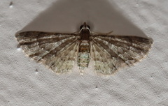 Chloroclystis mniochroa