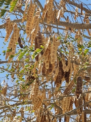 Robinia pseudoacacia